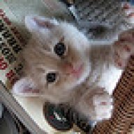 GATO_TRAVIESO
