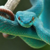 Serpiente_ex