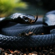 MAMBANEGRA