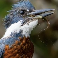 Martinpescador