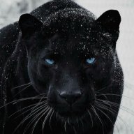 lapantera