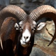 Goat.secret
