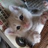 GATO_TRAVIESO