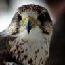 petfalcon