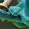 Serpiente_ex