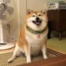 Dogisstile