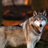 Novato lobo