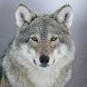 TheWolf