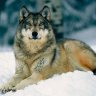 Lobo_n