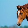 Caballito