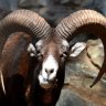Goat.secret