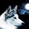 lobo solitario
