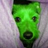 Perro Verde