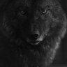 Lobo_negro