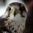 petfalcon