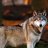 Novato lobo