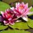 Lotus Flower