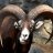 Goat.secret
