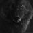 Lobo_negro