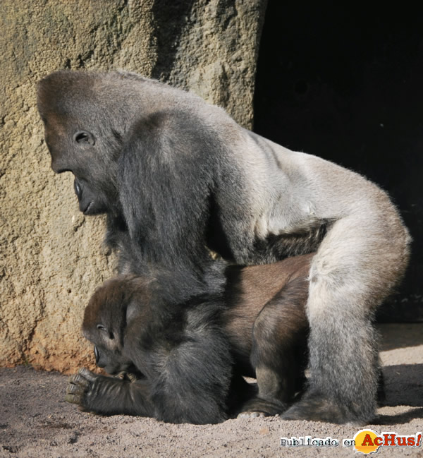 Gorilas-02032012.jpg