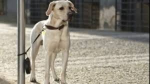 Perro-atado3-300x168.jpg