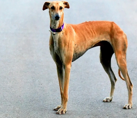 galgo.jpg