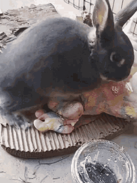 hump-bunny.gif
